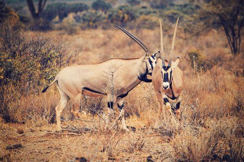 9 Days Kenya Silver Safari