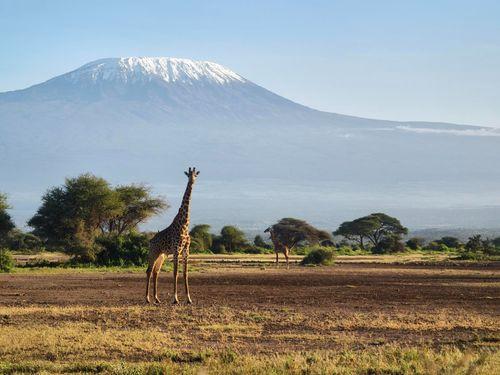 Day 2: Full Day in Amboseli National Park