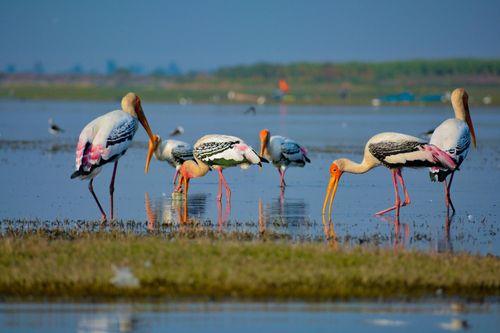 4 Days Lake Nakuru & Masai Mara