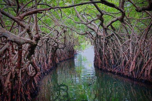 Day 5: Exclusive Mangrove River Journey