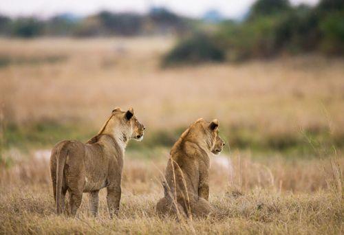 Day 2: Nairobi - Amboseli National Park