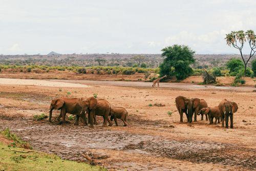 Day 4–5: Samburu National Reserve