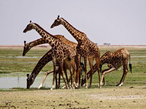 Day 2: Nairobi - Amboseli National Park