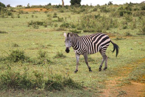 Day 5: Masai mara Game Reserve