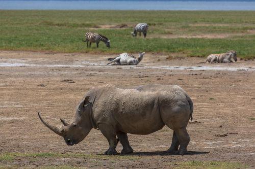 Day 3: Amboseli to Lake Nakuru National Park