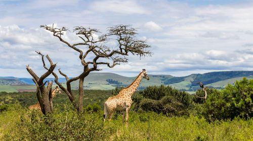 Day 3: Amboseli National Park