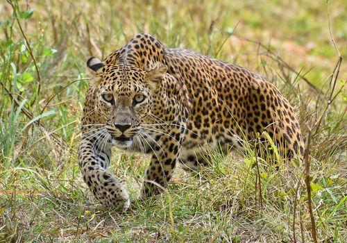 Day 4: Discover Yala National Park and Encounter Sri Lanka’s Big Five